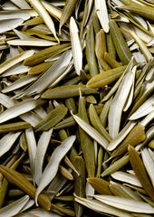 Olive Leaf 30g