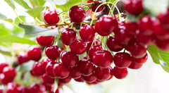 Vişne reçeli:700GR -Körsbärssylt