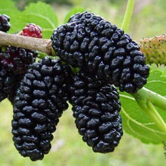 Black mulberry jam: 750 gr