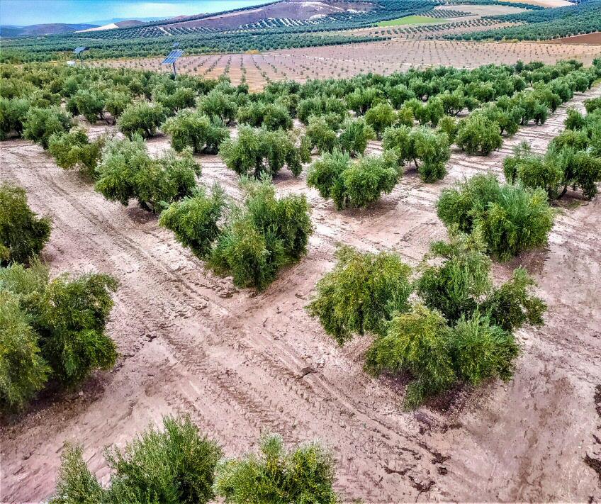 Zeytinyağ,exstra virgin Picual İspanya 3LT
